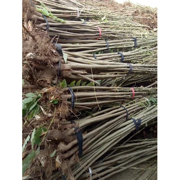 大棚香椿技術(shù)指導(dǎo)山東香椿苗基地