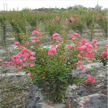 泰安叢生紫薇價(jià)格