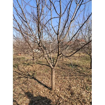 泰安大杏樹基地