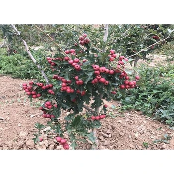 泰安大山楂樹基地