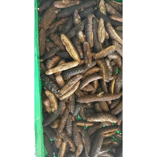 深圳鹽田港進口印度凍魚需要辦理哪些報關清關手續