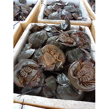佛山三山港進口馬來西亞帶魚如何辦理報關(guān)手續(xù)