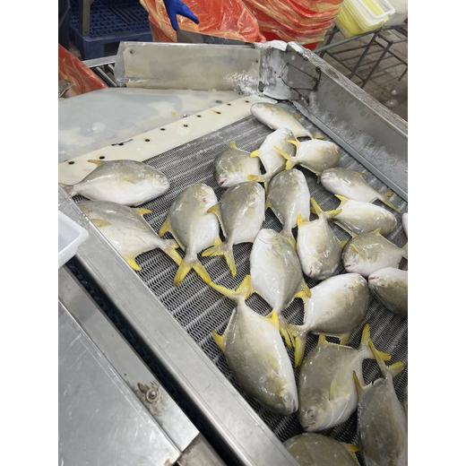 廣州南沙港進(jìn)口比利時(shí)帶魚(yú)清關(guān)申報(bào)常見(jiàn)錯(cuò)誤及規(guī)避方法