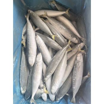 廣州黃埔港進口巴基斯坦凍魚報關報檢流程是怎樣的？