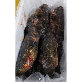 廣州南沙港進(jìn)口毛里塔尼亞帶魚進(jìn)口商沒有公司怎么進(jìn)口報關(guān)清關(guān)