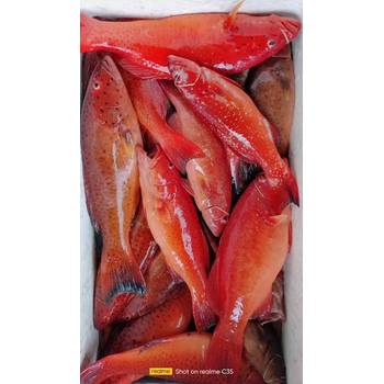 廣州南沙港進(jìn)口毛里塔尼亞帶魚進(jìn)口商沒有公司怎么進(jìn)口報關(guān)清關(guān)