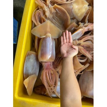 廣州南沙港進(jìn)口毛里塔尼亞帶魚進(jìn)口商沒有公司怎么進(jìn)口報關(guān)清關(guān)