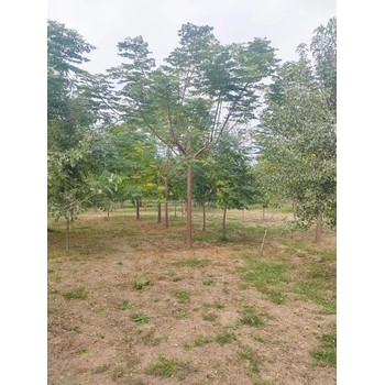 山東濰坊昌樂苦楝子樹生產基地