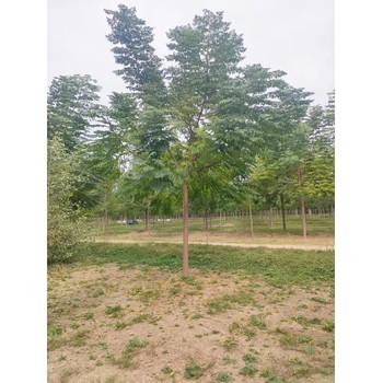 山東臨沂沂水苦楝樹基地批發(fā)供應