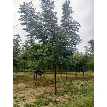 山東濰坊昌樂苦楝子樹生產(chǎn)基地