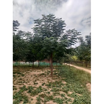 山東臨沂沂水苦楝樹基地批發(fā)供應