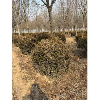 山東菏澤成武瓜子黃楊球生產(chǎn)基地