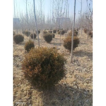 山東德州慶云瓜子黃楊球基地