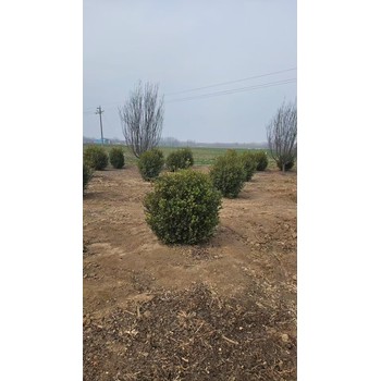 山東菏澤成武瓜子黃楊球生產(chǎn)基地