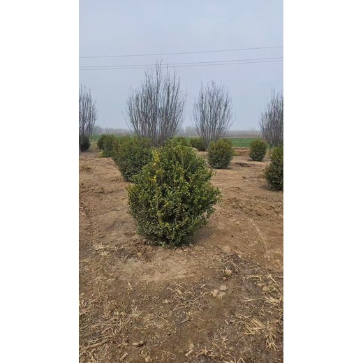 山東臺(tái)兒莊區(qū)瓜子黃楊球生產(chǎn)基地