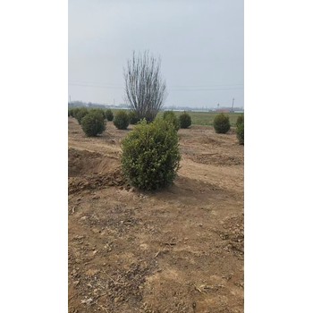 山東德州慶云瓜子黃楊球基地