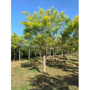 山東聊城冠縣金葉槐培育基地