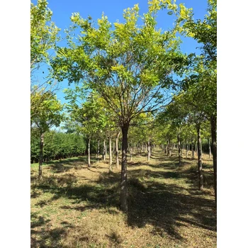 山東聊城冠縣金葉槐培育基地