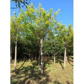 山東文登區(qū)金葉槐基地