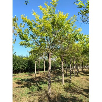 山東文登區(qū)金葉槐基地