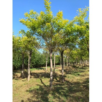 山東文登區(qū)金葉槐基地