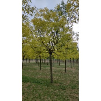 山東青島膠州金葉槐苗圃基地