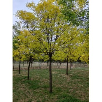 山東文登區(qū)金葉槐基地