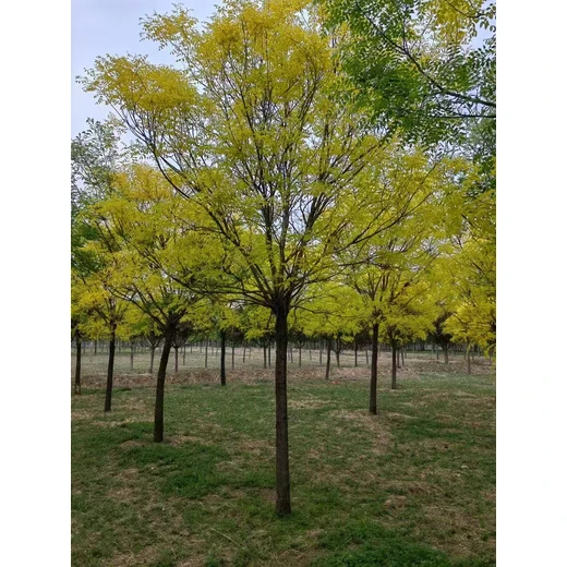 山東濟寧嘉祥金葉槐生產(chǎn)基地
