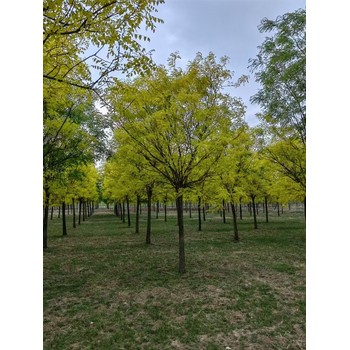 山東膠南金葉槐苗圃基地