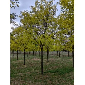 山東冠縣金葉槐苗圃基地