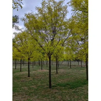 山東聊城冠縣金葉槐培育基地