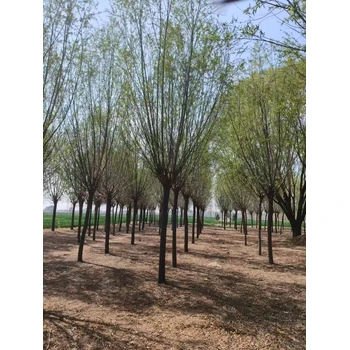 山東聊城冠縣柳樹苗培育基地源頭基地柳樹苗