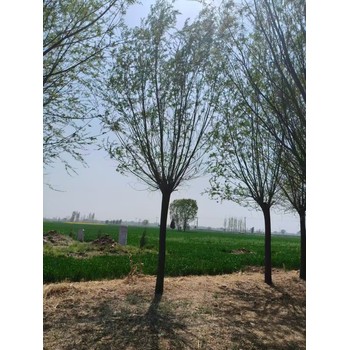 山東日照嵐山區(qū)旱柳批發(fā)基地旱柳基地