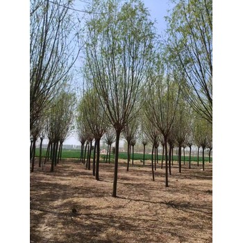山東東營東營區(qū)旱柳批發(fā)基地出售旱柳基地