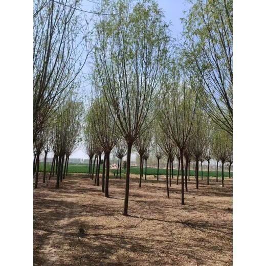 山東菏澤牡丹區(qū)柳樹苗基地批發(fā)批發(fā)