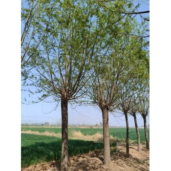 山東聊城冠縣柳樹苗培育基地源頭基地柳樹苗