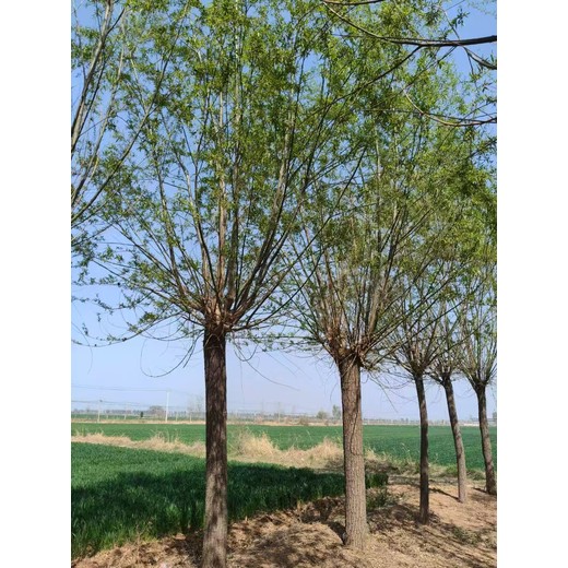 山東臨沂蘭山區(qū)柳樹苗苗圃基地批發(fā)