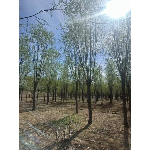 山東龍口柳樹苗基地批發(fā)批發(fā)