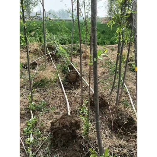 山東臨沂平邑柳樹苗基地批發(fā)批發(fā)