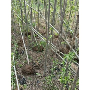 山東東營東營區(qū)旱柳批發(fā)基地出售旱柳基地