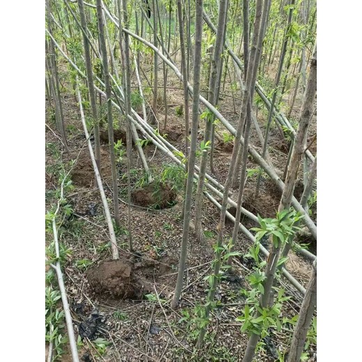 山東聊城莘縣柳樹苗生產(chǎn)基地批發(fā)