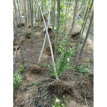 山東濰坊坊子區(qū)柳樹苗培育基地