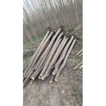 山東日照嵐山區(qū)旱柳批發(fā)基地旱柳基地