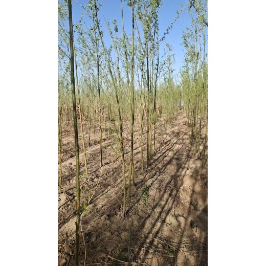 山東陽信柳樹苗培育基地批發(fā)