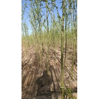 山東沂水柳樹苗基地批發(fā)