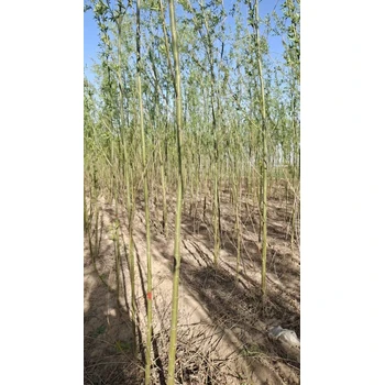 山東聊城冠縣柳樹苗培育基地源頭基地柳樹苗