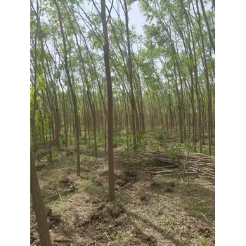 山東開發(fā)區(qū)旱柳苗木基地旱柳產(chǎn)地