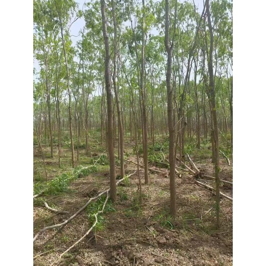 山東蘭陵柳樹苗基地批發(fā)