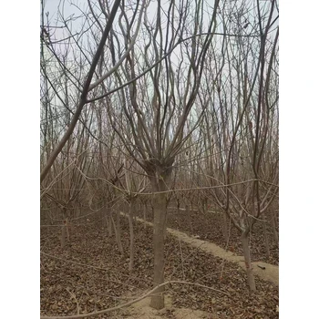 山東東營區(qū)黃櫨基地批發(fā)全國配送