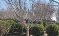 山東河東區黃櫨樹苗圃基地全國配送